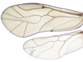 Peripsocus didymus